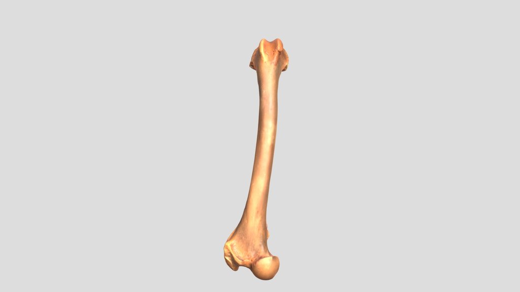 Femur - A 3D model collection by Girugamesh17 - Sketchfab