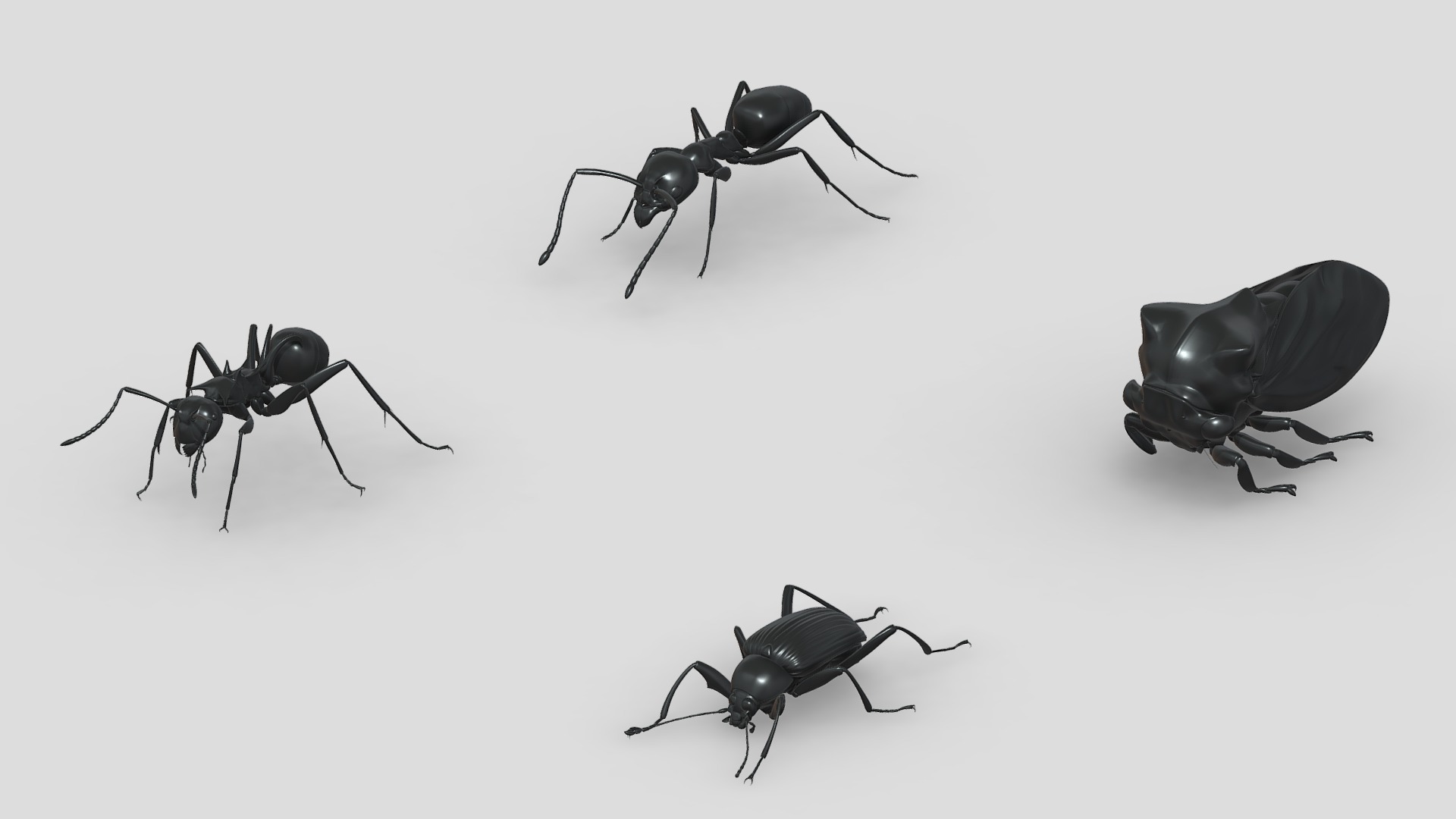 3D model Insects&beetles-pack14 - This is a 3D model of the Insects&beetles-pack14. The 3D model is about a group of black ants.