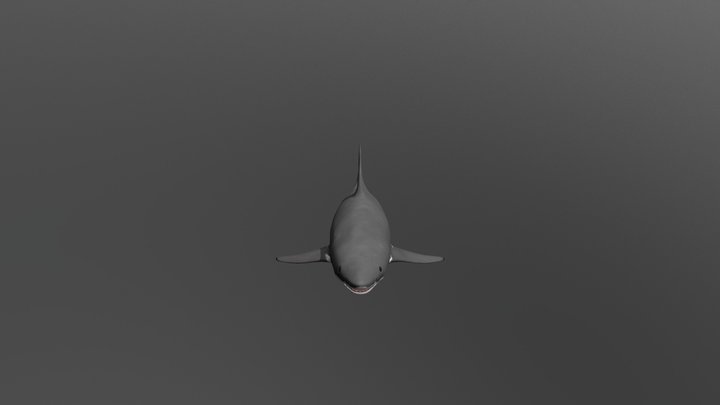 Shark 3D Model