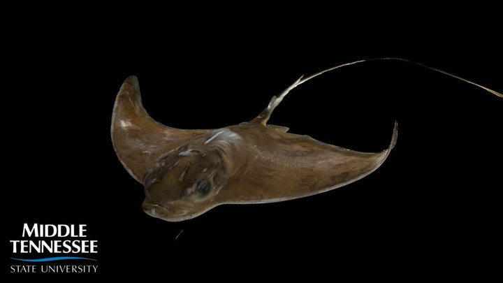 Bullnose Eagle Ray - Myliobatis freminvillii 3D Model
