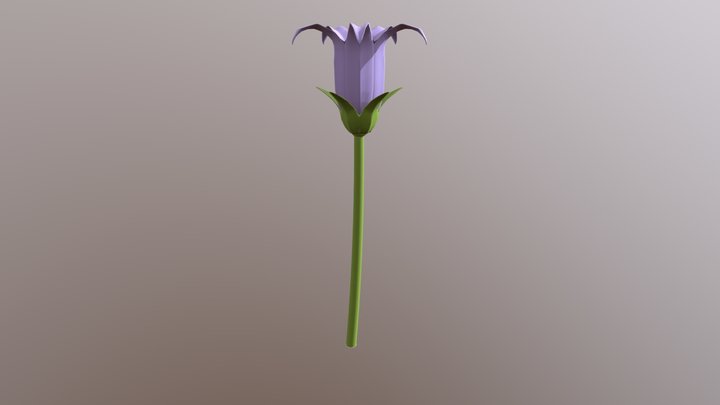 Campanula Latifolia 3D Model