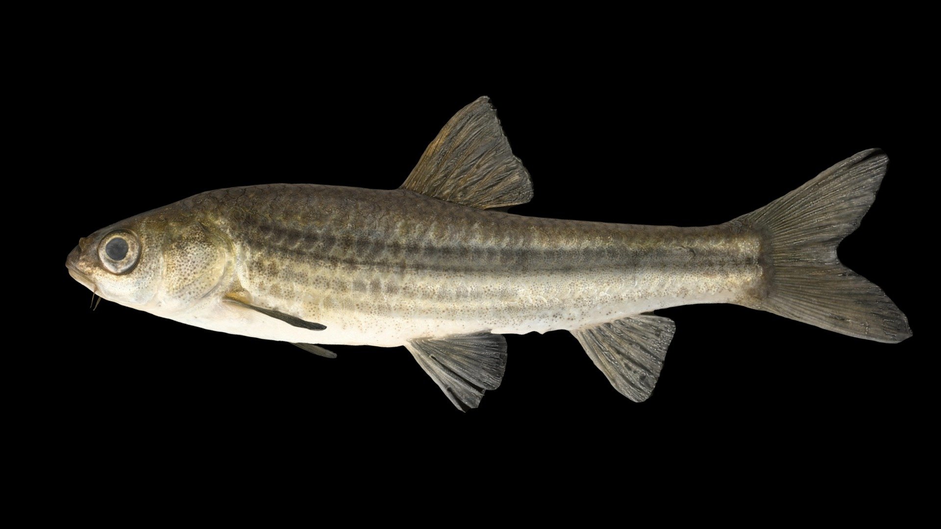 CC0 タモロコ 🐟 Field Gudgeon - Download Free 3D model by ffish.asia ...