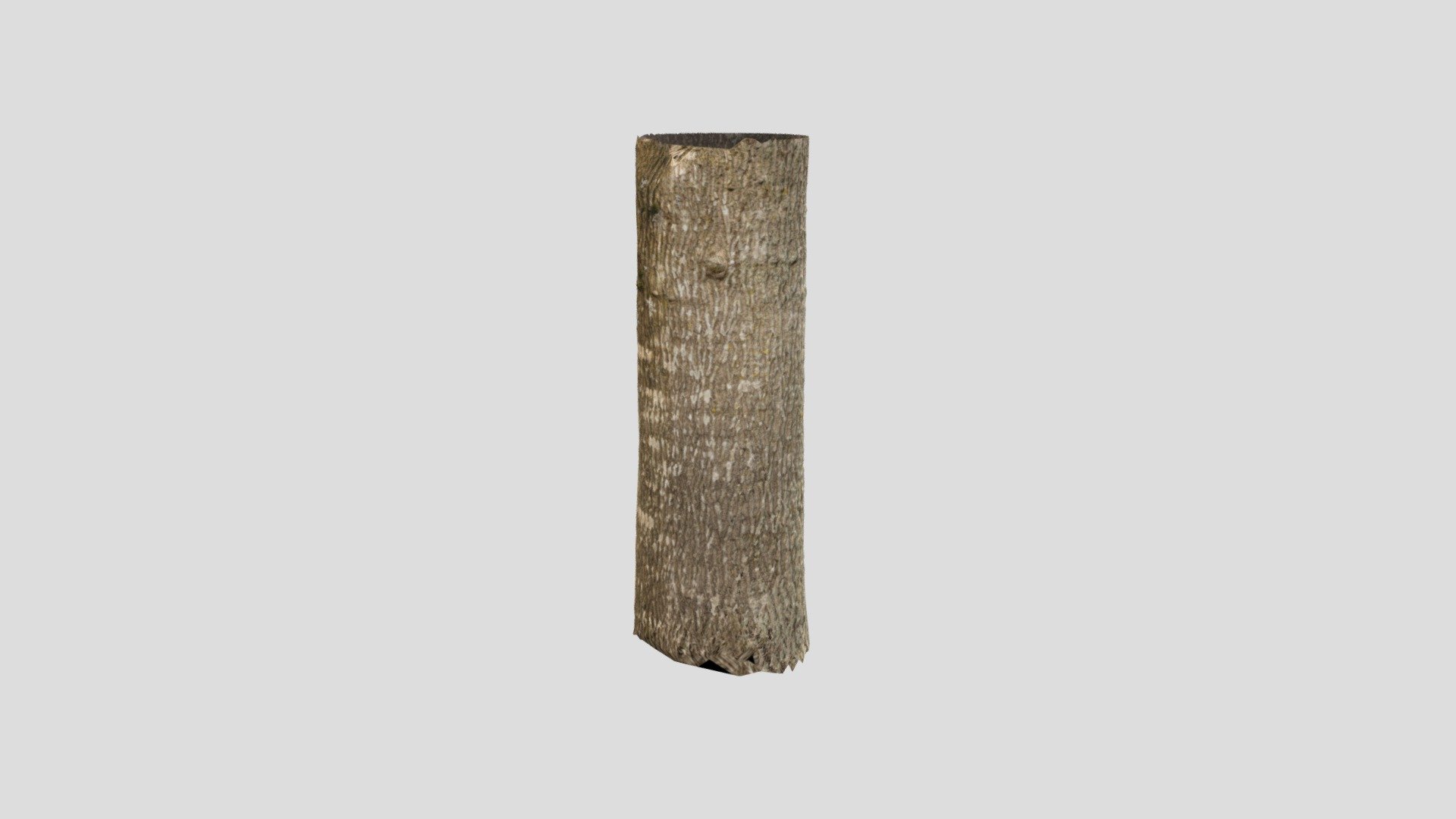 Photogrammetry Tree Trunk