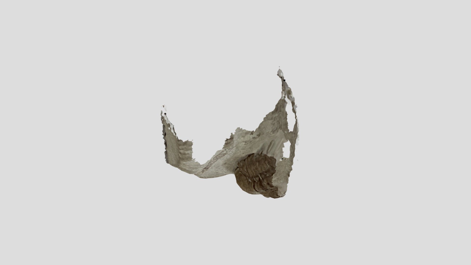 Fossils 17