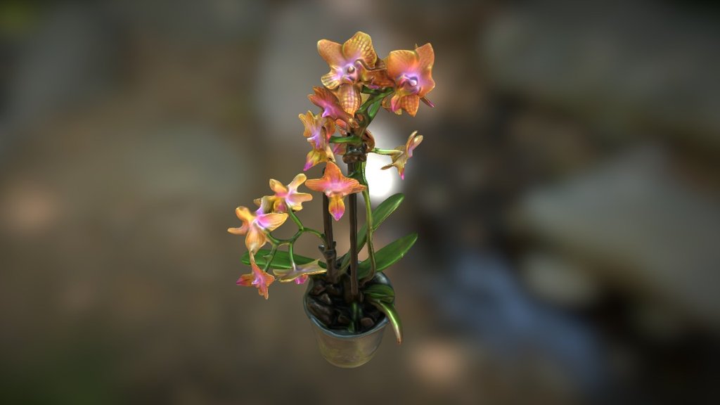 Cambria Orchid