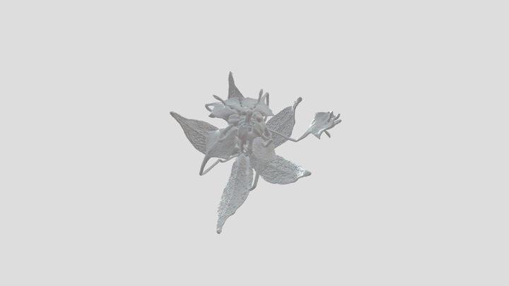 Ayenia euphrasiifolia 3D Model