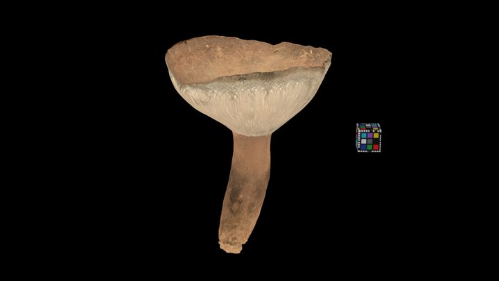 CC0 シロクロハツ 🍄 Blackening Russula, R. albonigra