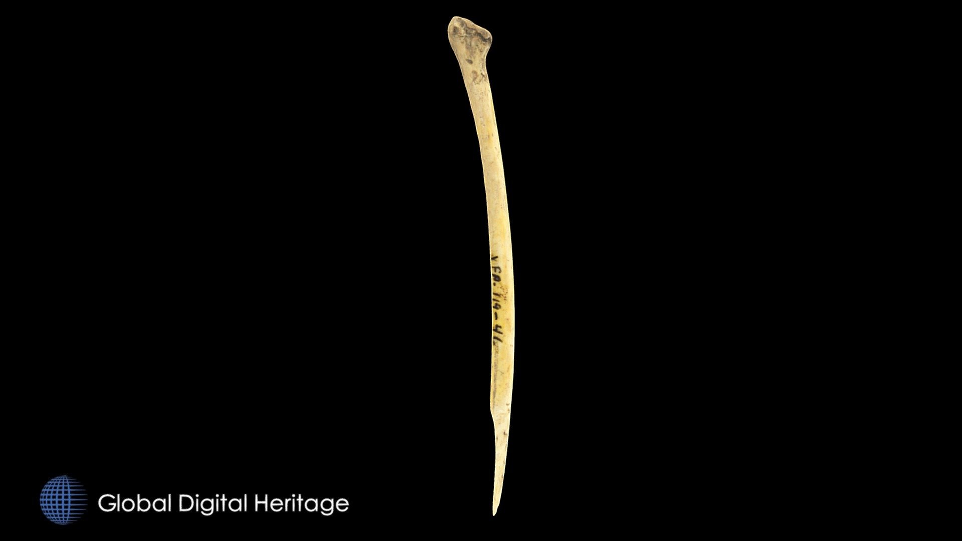 Bird Bone Awl, XFP-119, Sanak Island, Alaska. — Sketchfab embed 3D viewer