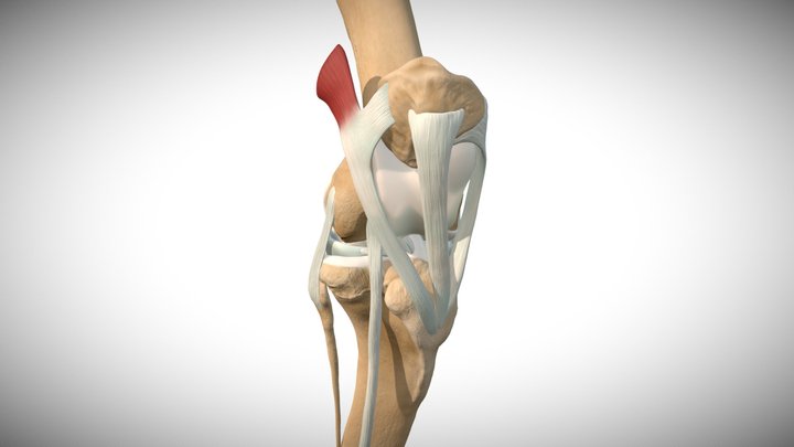 Equine stifle anatomy: Ligaments 3D Model