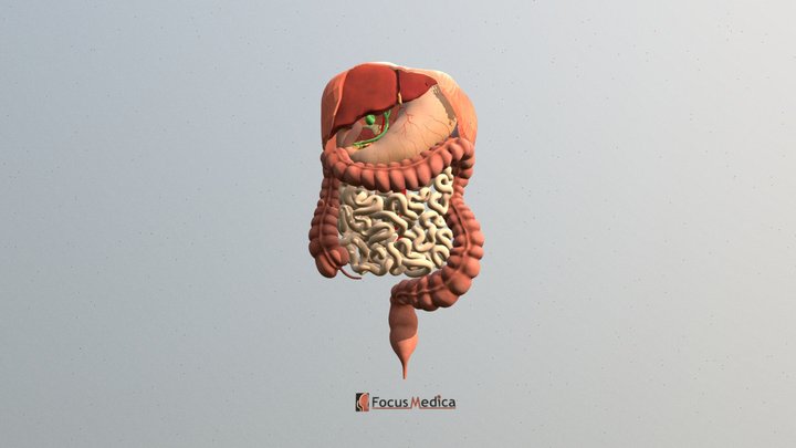 Digestive System 3D Model