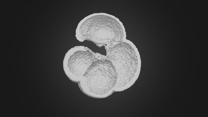 N. dutertrei 4.0km core 3D Model