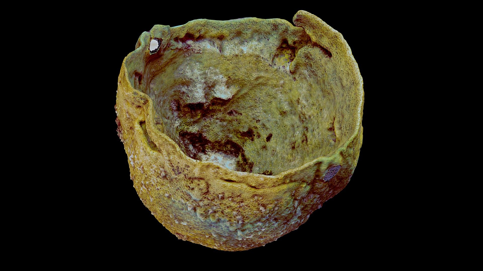 #7: Verongula gigantea