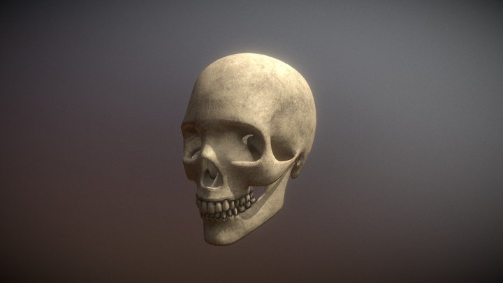Skull 3D Model