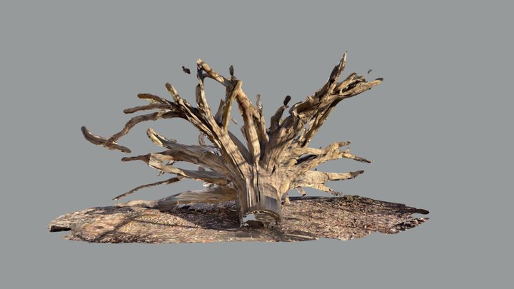 Upended tree 3D Model