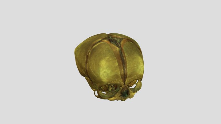 Cranium infantis 3D Model