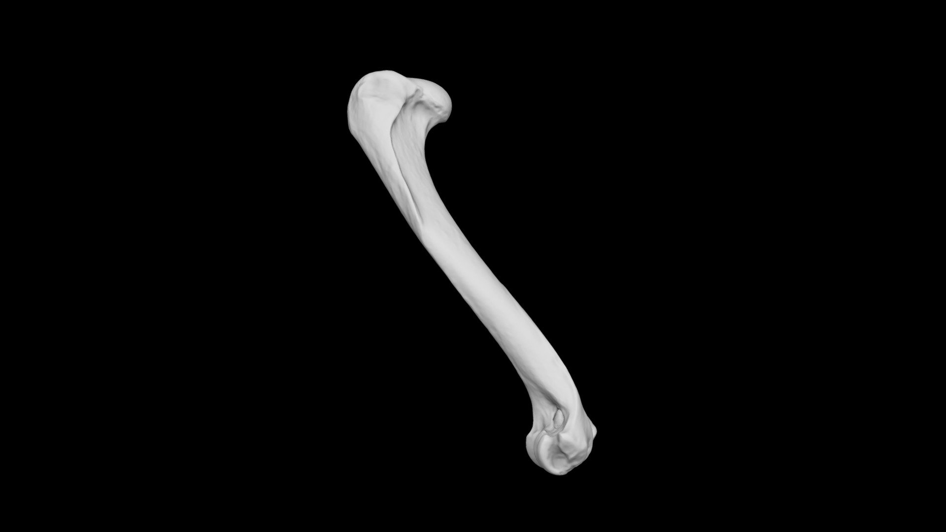 Dog humerus, left 3D model by Dr. Bobick's Virtual Anatomy Lab