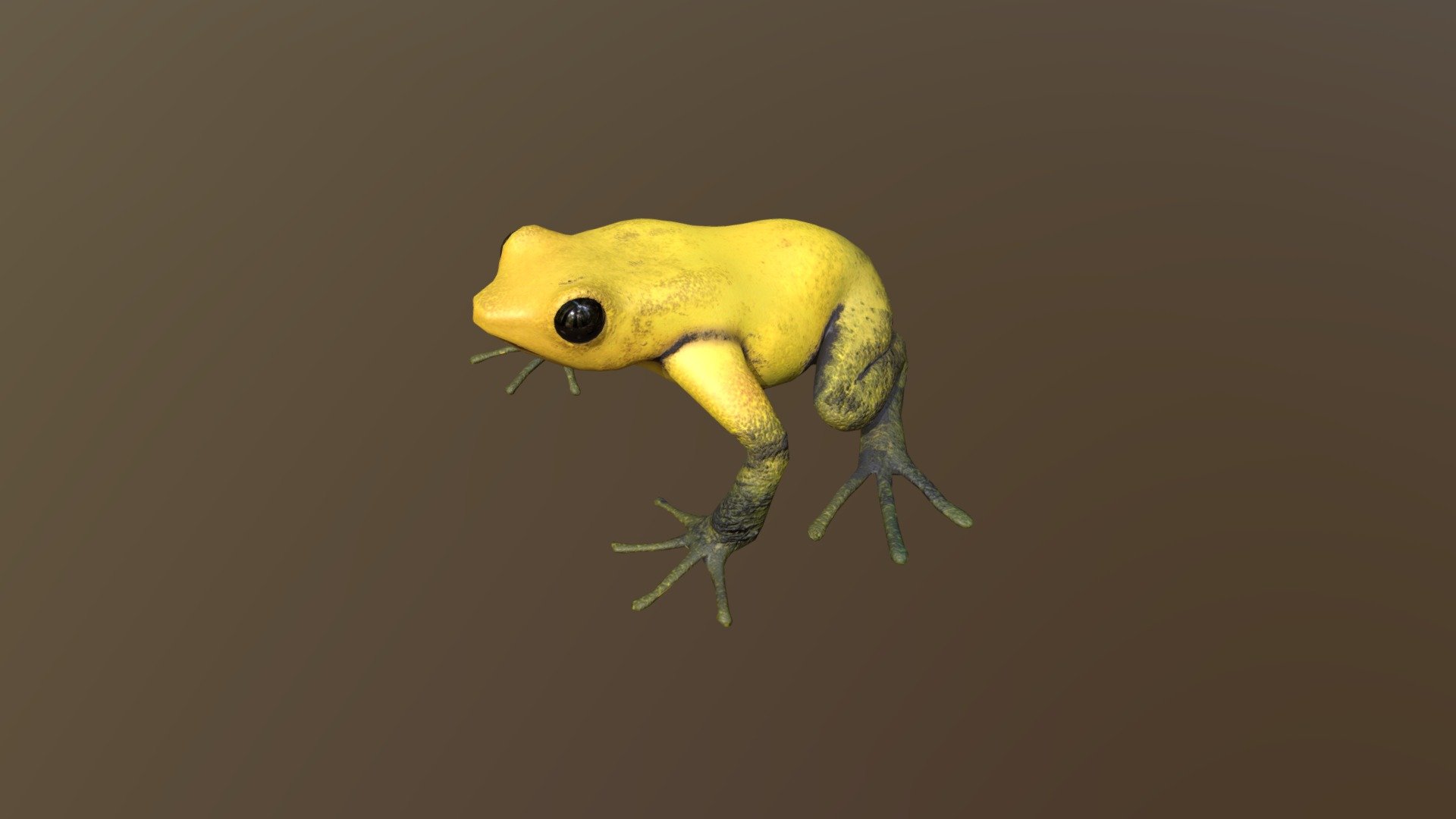 Frog Gold - Download Free 3D model by kenchoo [a9569ea] - Sketchfab