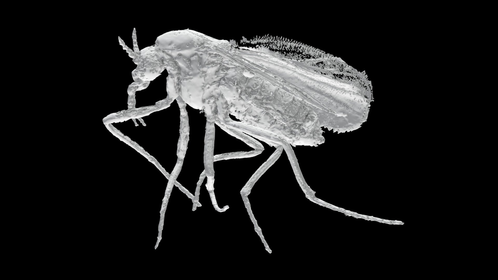Simuliidae - 3D model by Entomology Group Uni Jena (@entomology_uni ...