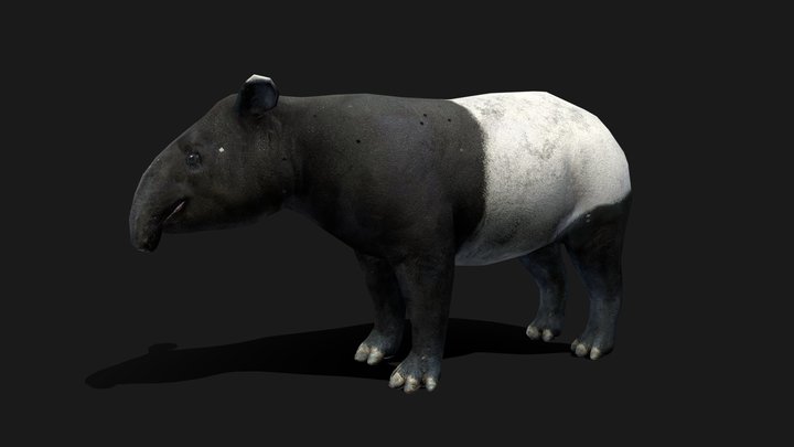 Low Poly Malayan Tapir 3D Model