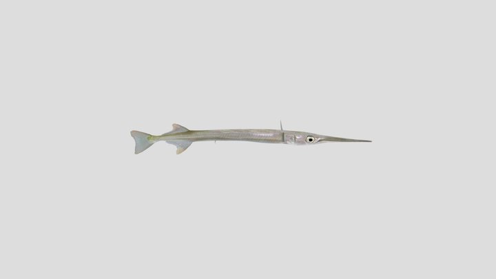 Garfish 3D Model