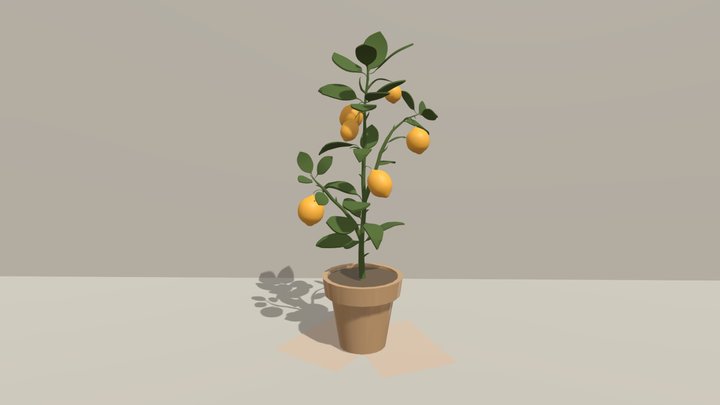 Indoor_plants_lemon_tree 3D Model