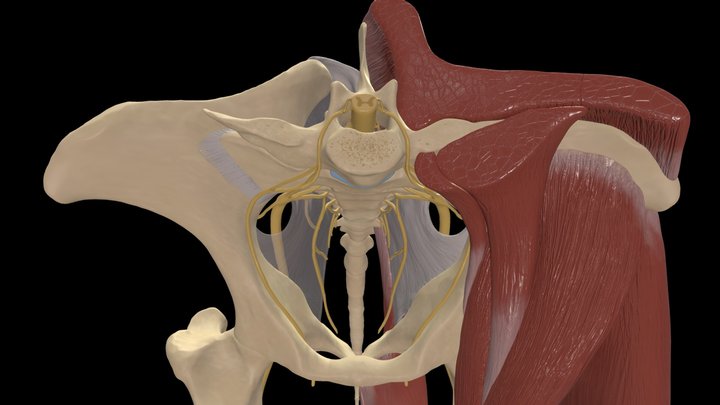 Nerves of the Equine Sacroiliac Region 3D Model