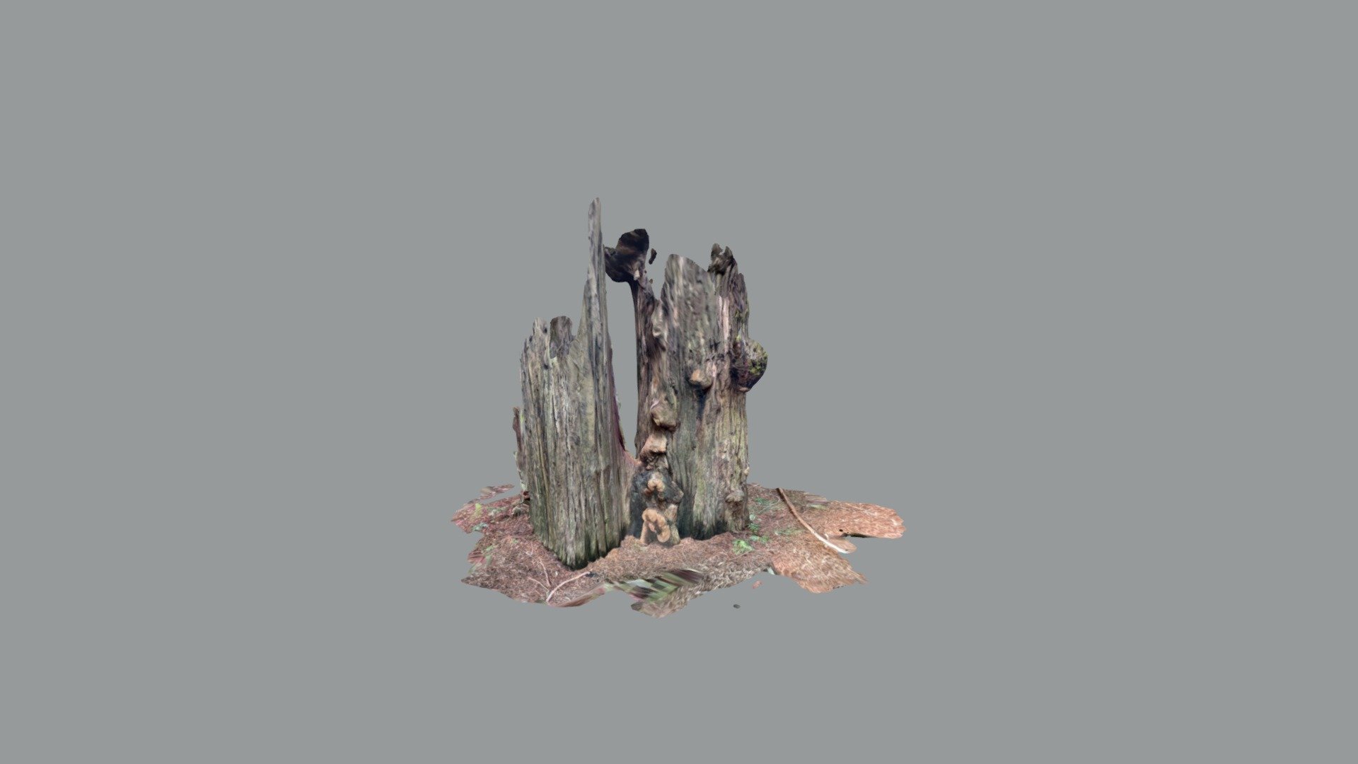 Joined Redwoods - Avenue of the Giants