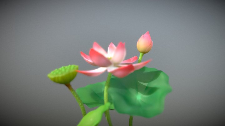 Lotus 3D Model