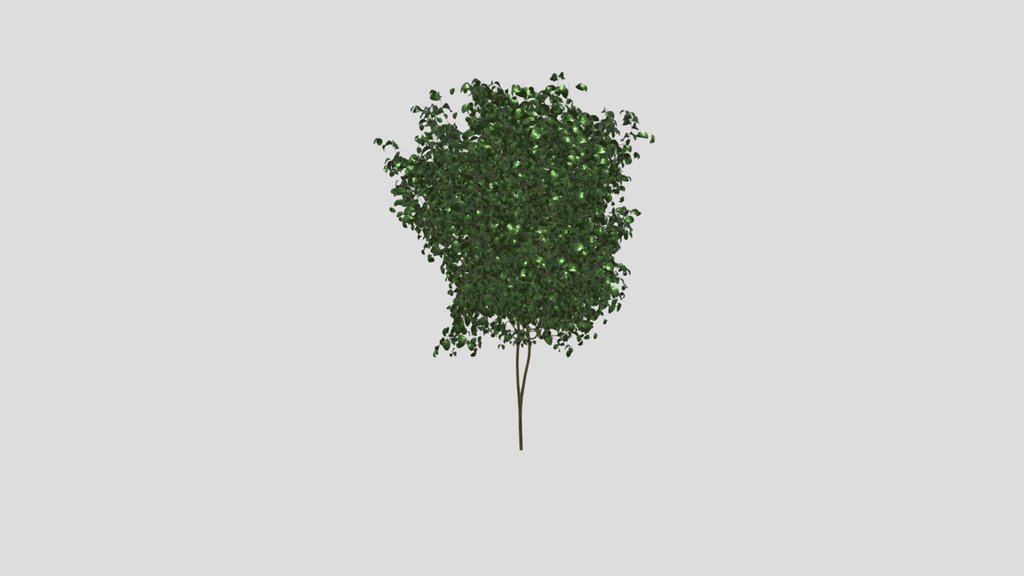 Ivy Simple Chinese Trumpet Vine
