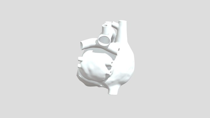 Anatomical-heart 3D Model