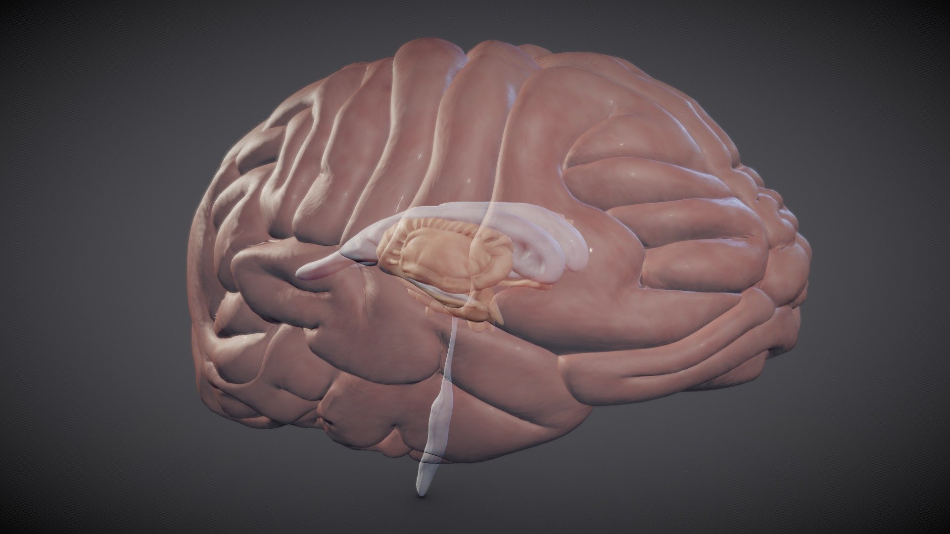 The Brain And Brain Nuclei Buy Royalty Free 3d Model By Ebers A96c9e7 Sketchfab Store