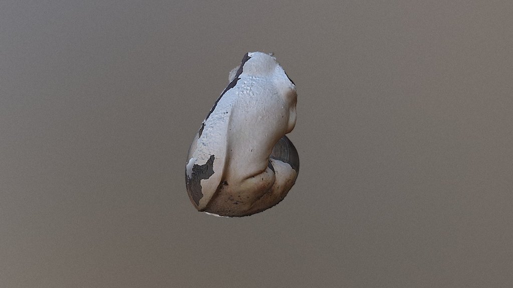 Nautilus