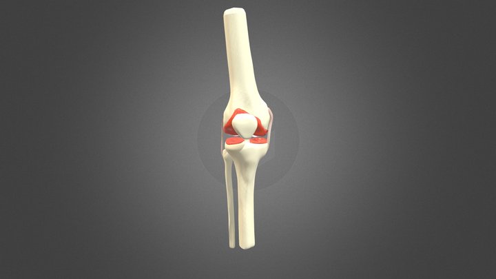Knee Joint 3D Model