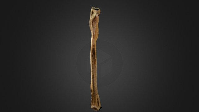 Fibula spiljskog medvjeda (sk. Jurica Korade) 3D Model