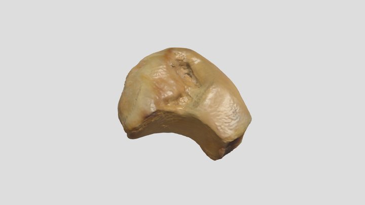 Stellar Sea Lion - Trapezoid (R) 3D Model