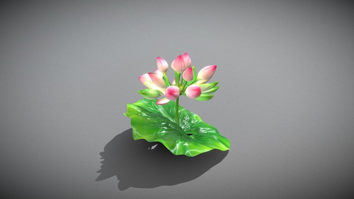 Sacred Lotus Bud Cluster _Mt