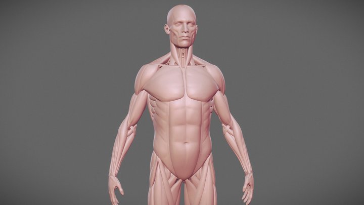 Anatomy male ecorche 3D Model