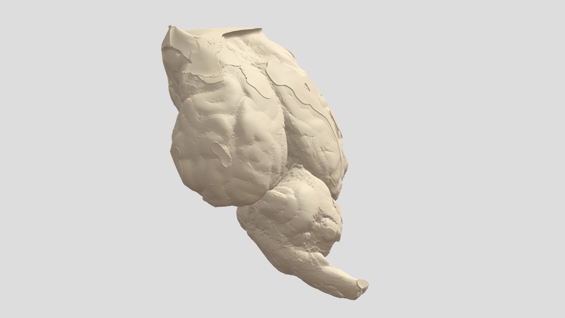 Sheep Brain - 3D model by HavenMetrology [a984bfb] - Sketchfab