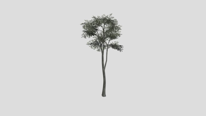 eucalyptus tree 3D Model