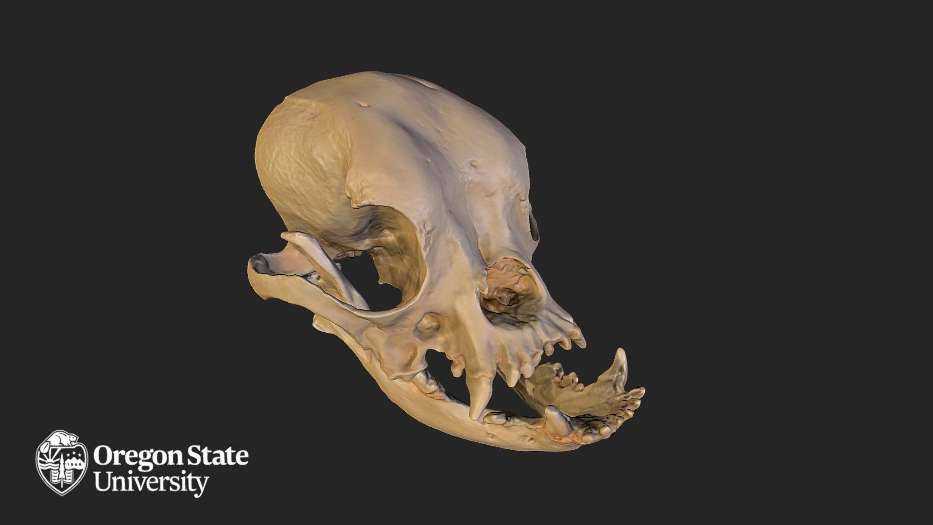Bulldog Skull — Sketchfab embed 3D viewer