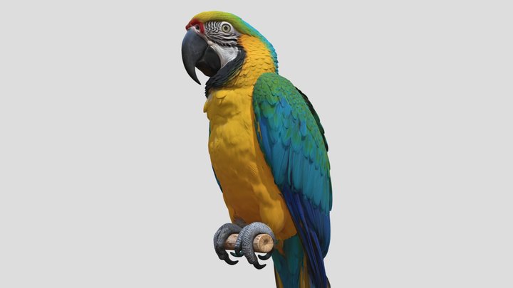 Loro 8k – Modello 3D gratuito STL