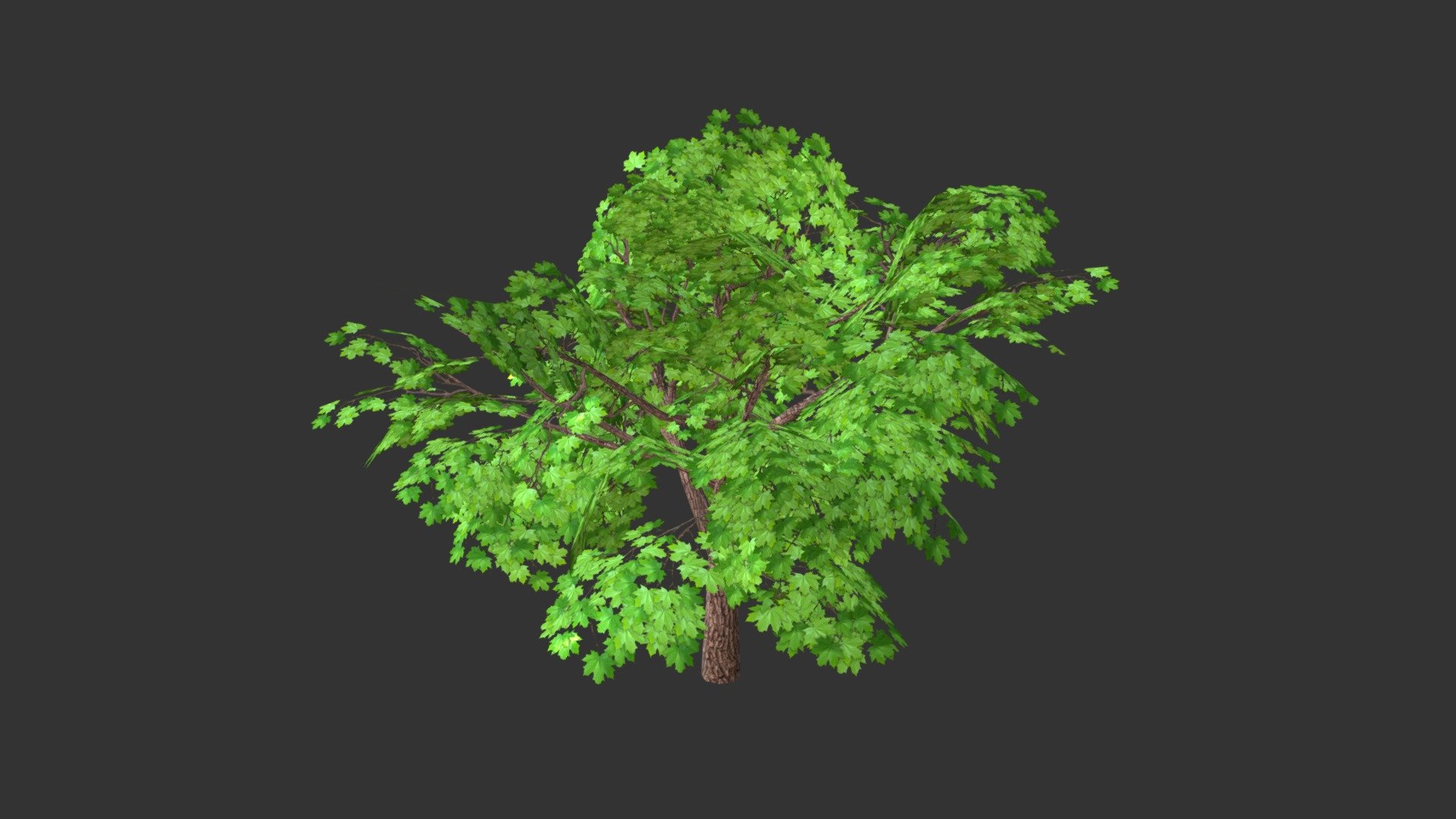 SYCAMORE TREE - 3D model by ken-a-james [a990702] - Sketchfab