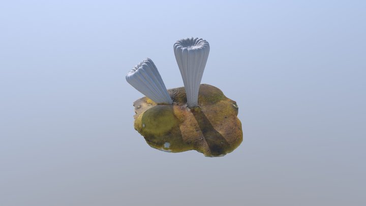 Cat. I (Zoology) 69 Sphenotrochus macandrewianus 3D Model