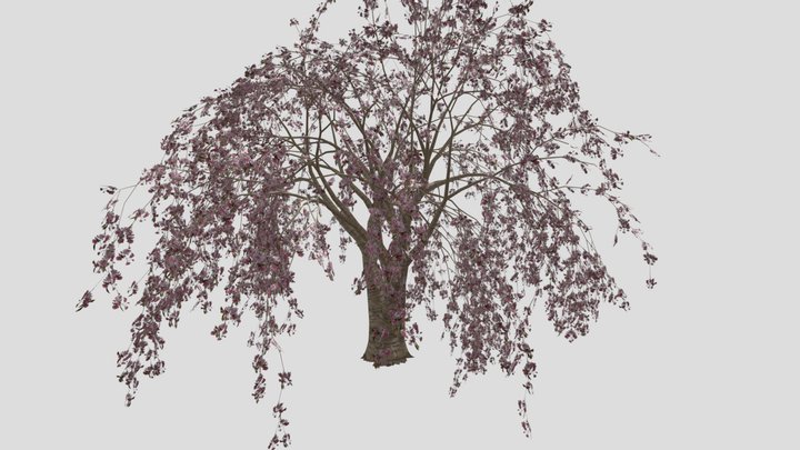 Sakura 3D Model