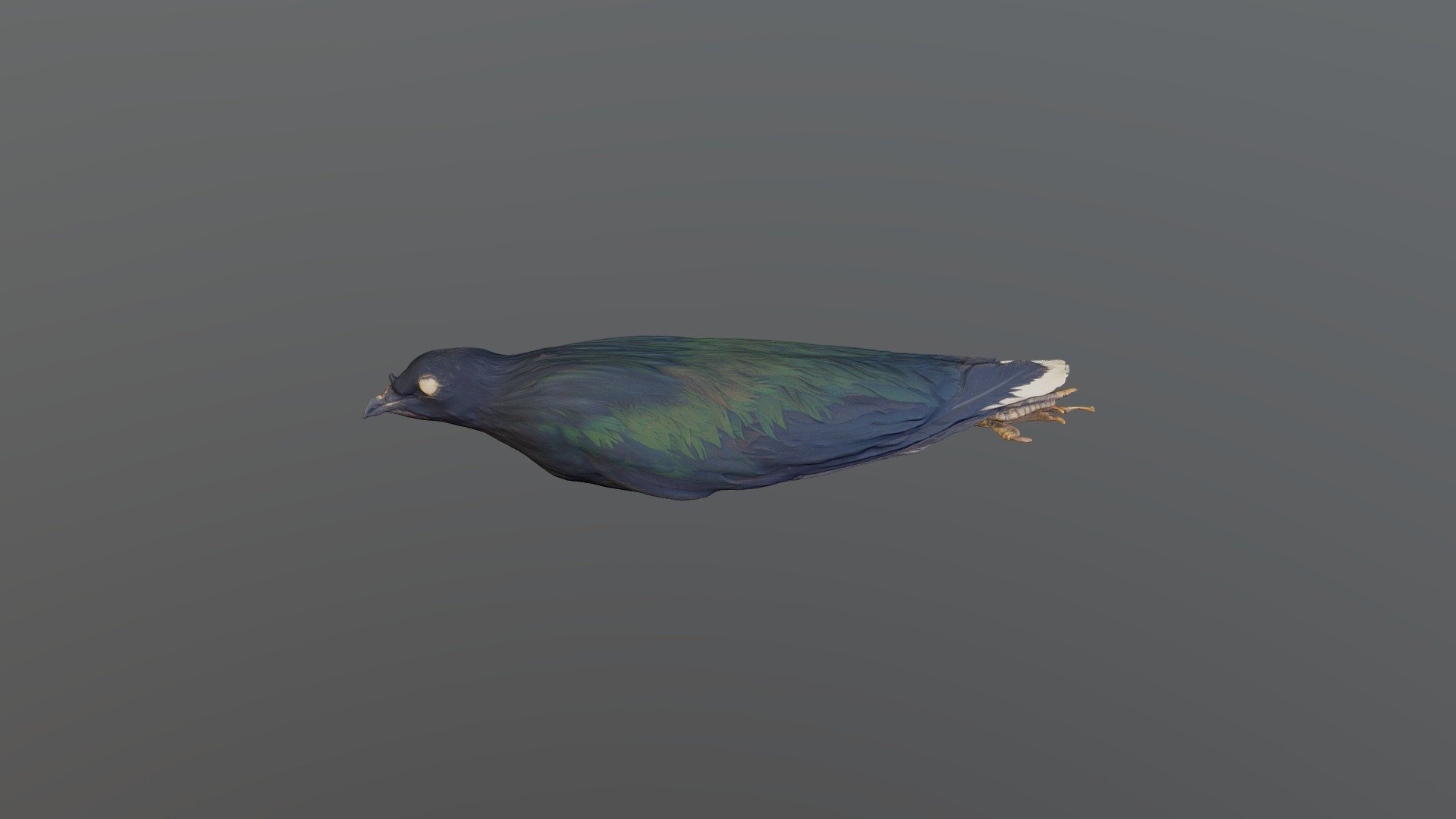 Nicobar Pigeon - Caloenas nicobar