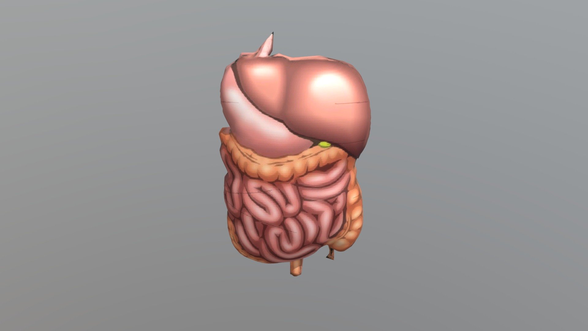 Organ Tubuh