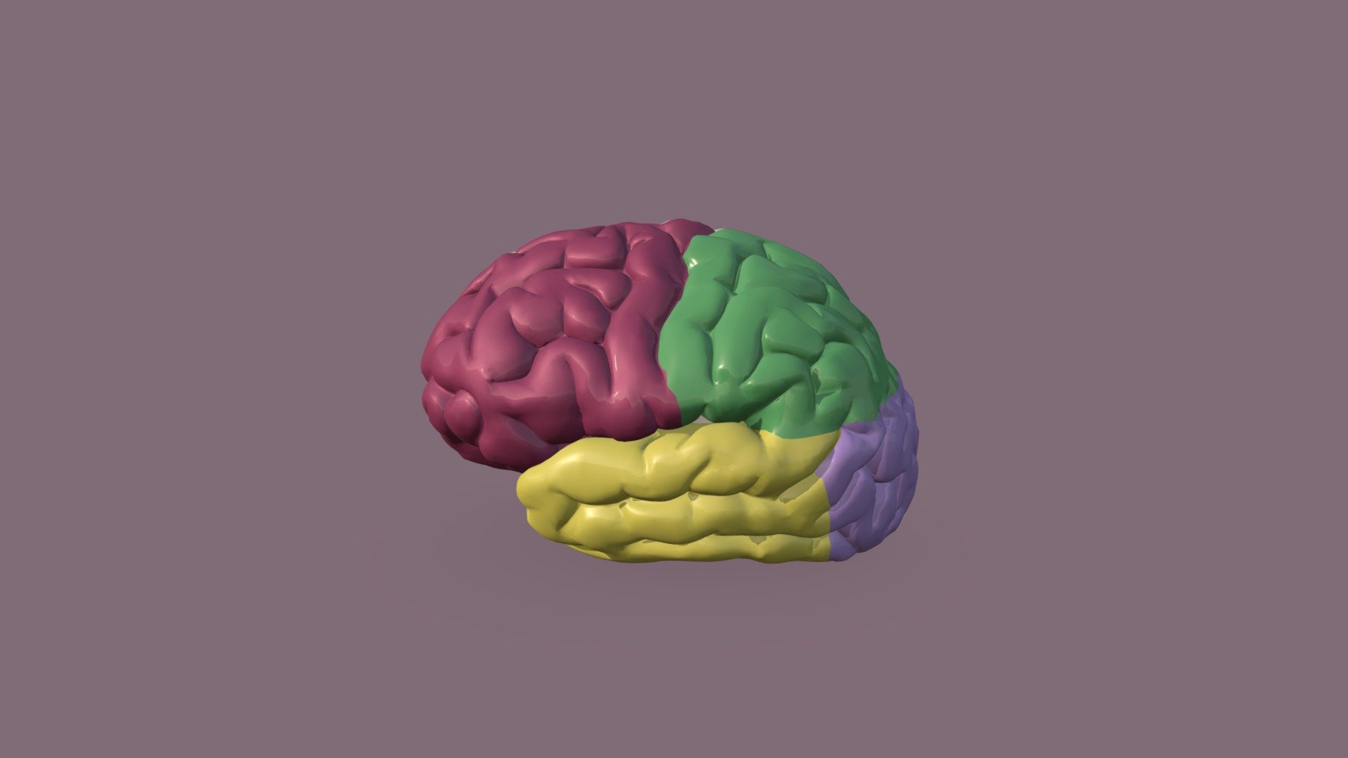 Brain lobes - 3D model by emoore777 [a99a6b9] - Sketchfab