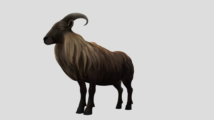 himalayan mountain goat 3D Model