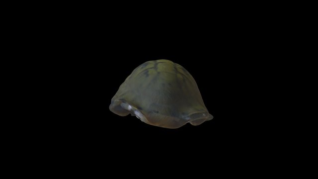 Tartaruga 3D Model