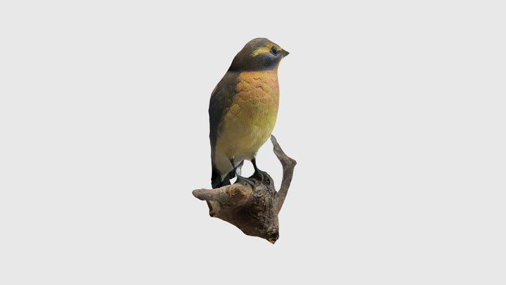 Bird 3D Model